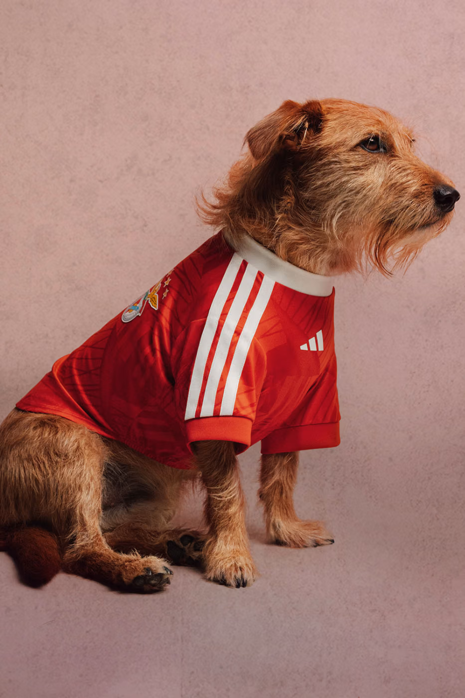 adidas Originals’tan Dört Ayaklılara Forma: FC Pets Koleksiyonu Detay