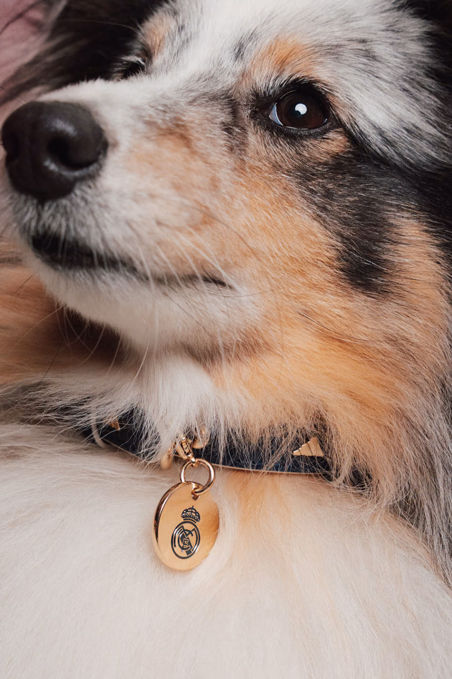 adidas Originals’tan Dört Ayaklılara Forma: FC Pets Koleksiyonu Detay