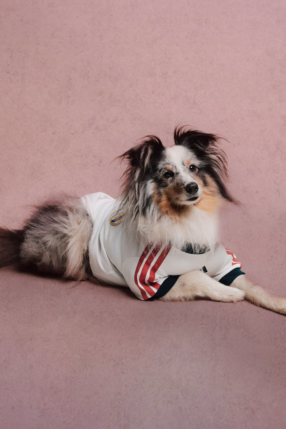 adidas Originals’tan Dört Ayaklılara Forma: FC Pets Koleksiyonu Detay