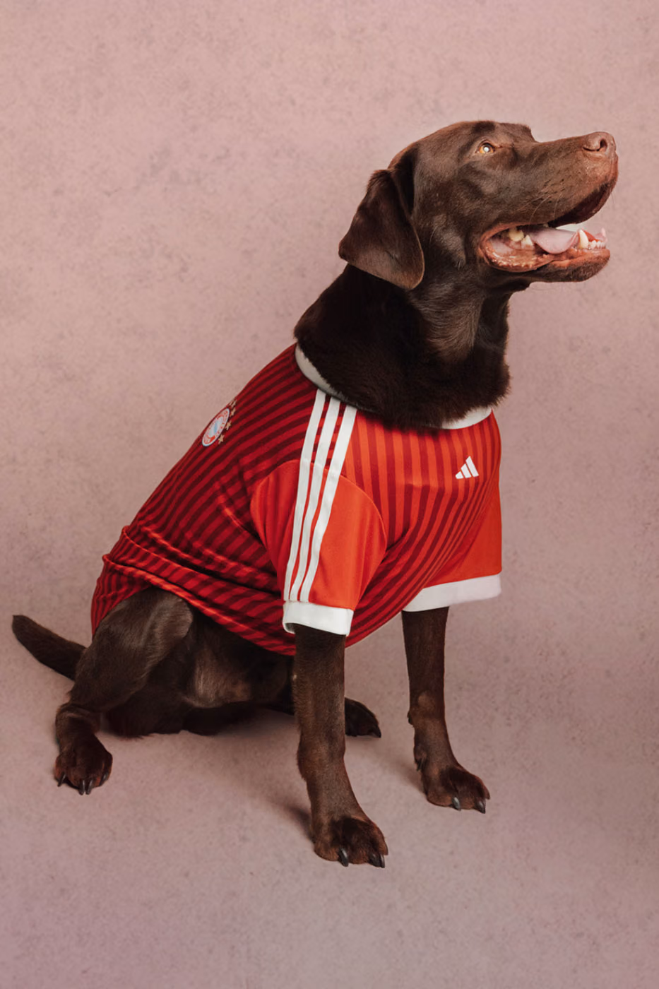 adidas Originals’tan Dört Ayaklılara Forma: FC Pets Koleksiyonu Detay