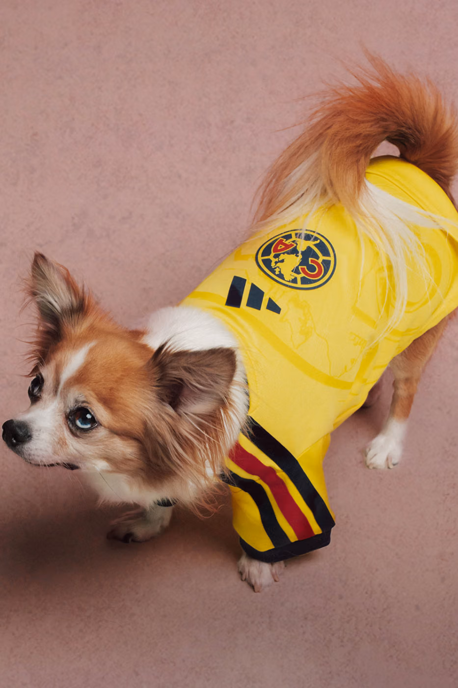 adidas Originals’tan Dört Ayaklılara Forma: FC Pets Koleksiyonu Detay