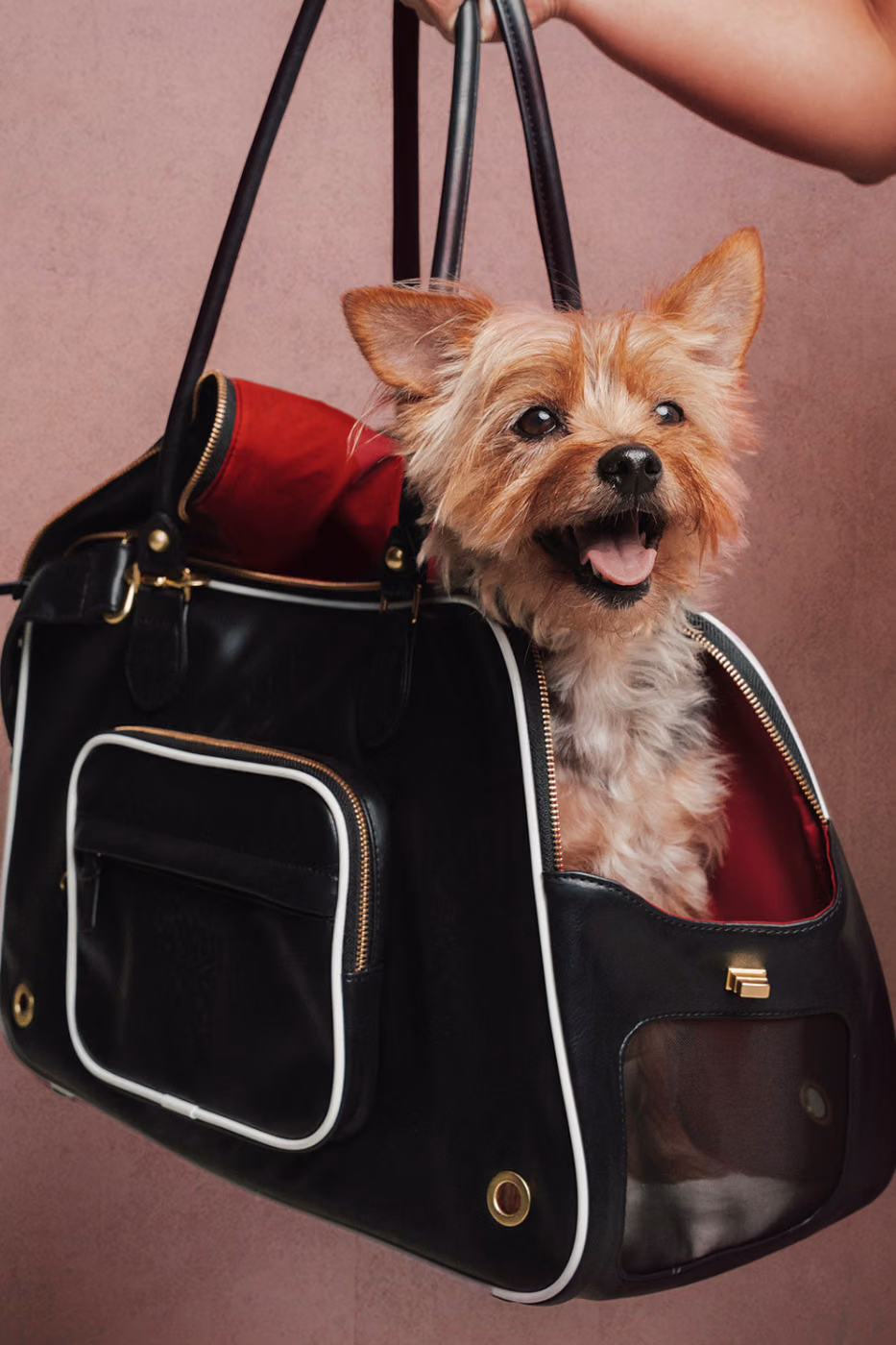 adidas Originals’tan Dört Ayaklılara Forma: FC Pets Koleksiyonu Detay